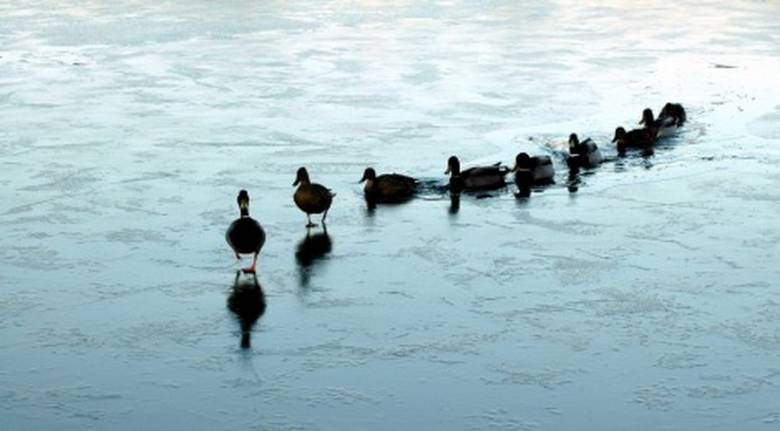 Kepemimpinan [2] 5 Peran dan 10 Syarat Seorang Pemimpin Berkualitas